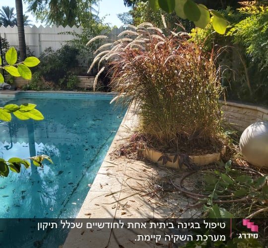 צמחייה ירוקה ליד בריכה עם עלים יבשים